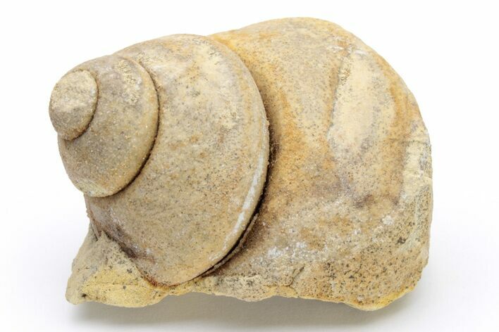 Ordovician Gastropod (Clathrospira) Fossil - Wisconsin #224290